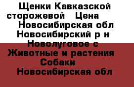 Щенки Кавказской сторожевой › Цена ­ 5 000 - Новосибирская обл., Новосибирский р-н, Новолуговое с. Животные и растения » Собаки   . Новосибирская обл.